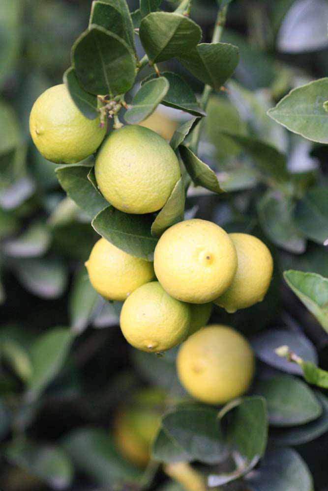            Fruit (Stow #7, Riverside, CA)   